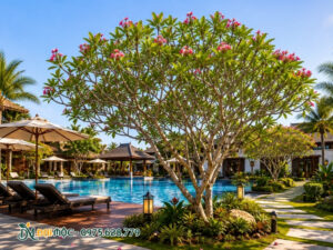Ảnh minh họa trồng cây đại hồng ở khu nghỉ dưỡng