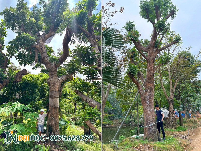 Hai gốc cây nhãn cổ thụ kích thước khá đồ độ, chiều cao 7m