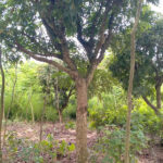 Cây nhãn trưởng thành đường kính 10 - 20cm