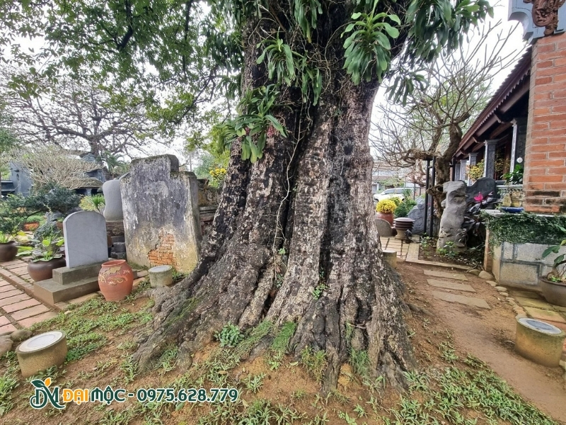 Rễ cây thị cổ thụ mọc lan rất rộng