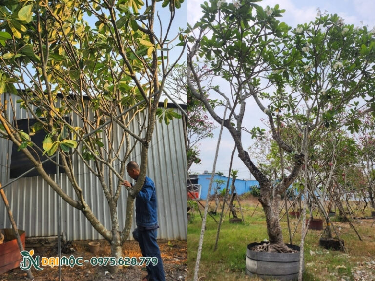 Thân của cây đại hoa trắng khá nhẵn