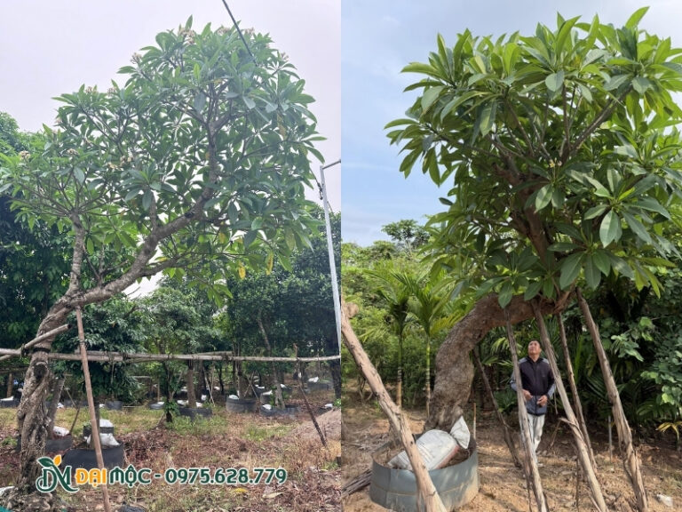 Thân cây đại vàng cổ thụ vô cùng bề thế