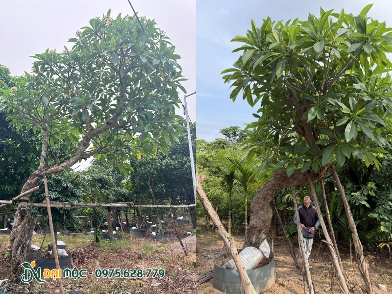 Thân cây đại vàng cổ thụ vô cùng bề thế
