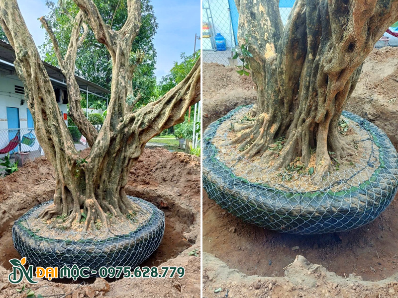 Cây nhãn cổ thụ đường kính gốc 80 - 90cm được hạ trồng