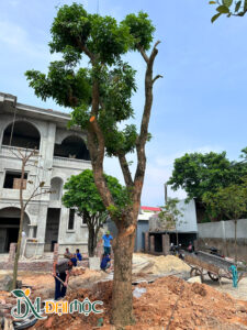 Trồng cây nhãn cổ thụ cao hơn 6m cho khuôn viên nhà hàng, khách sạn