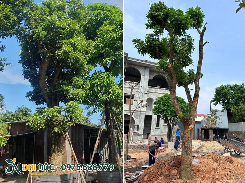 Trồng cây nhãn đường kính gốc gần 40cm cho nhà hàng sân vườn