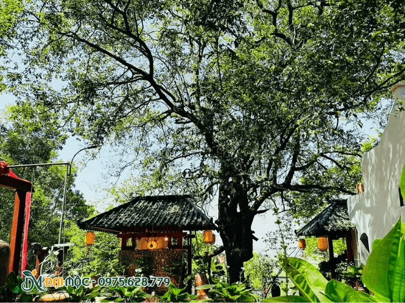 Trồng cây thị phía sau điện chính của chùa
