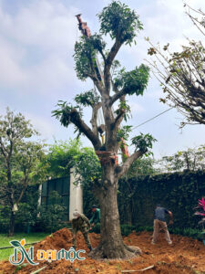 Công nhân Cây Xanh Đại Mộc đang tiến hành trồng cây xoài đại thu cao 8m