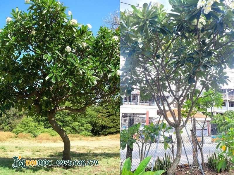 Hoa đại trắng được trồng cho nhiều không gian