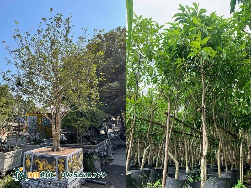 Cây mộc hương, ngọc lan hoa trắng có hương thơm nhẹ