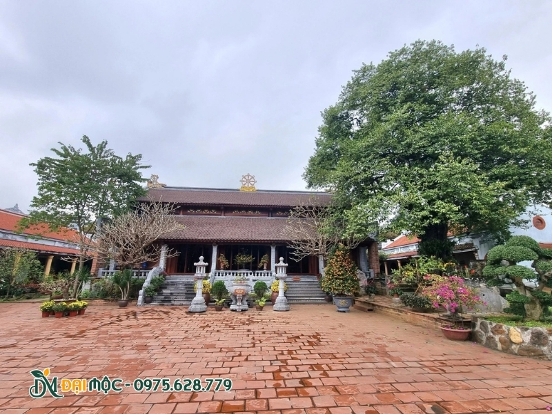 Trồng thêm nhiều loài cây đa dạng cạnh cây thị cổ thụ