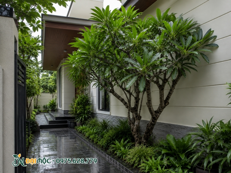 Tưới quá đẫm nước cho cây hoa đại