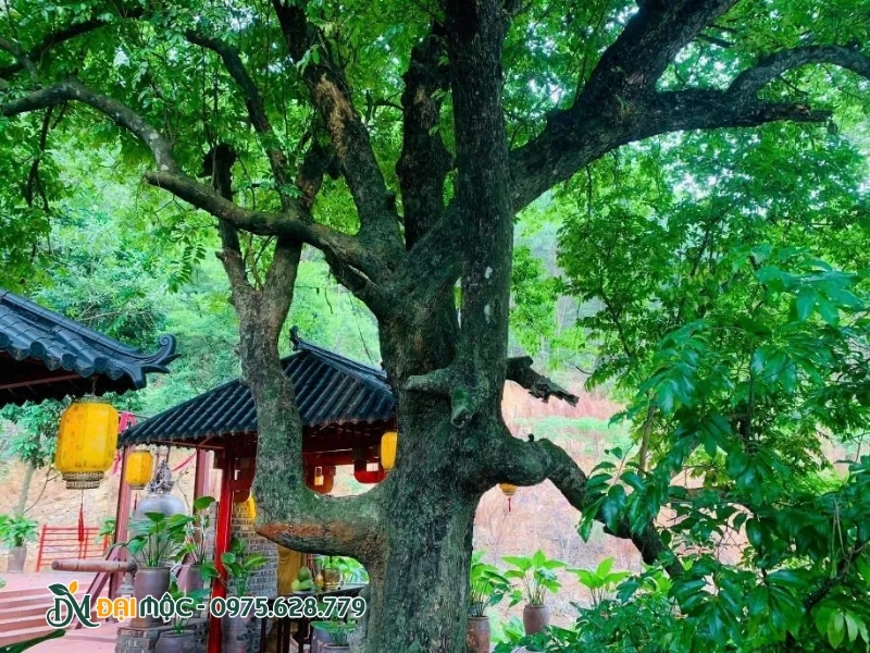 Vòm tán khổng lồ của cây thị cổ thụ