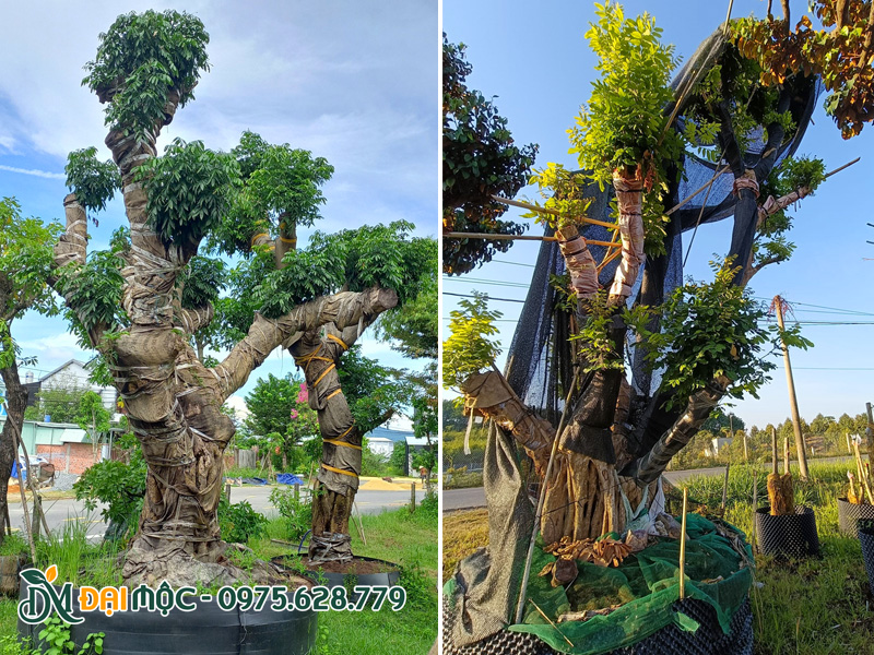 Vườn dưỡng ủ số lượng lớn cây nhãn cổ thụ ở Đồng Tháp