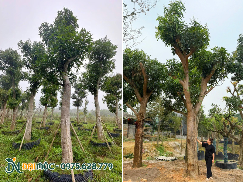 Cây đã dâm ủ ít nhất 1 năm, lá bắt đầu ra và ra các đợt chồi mới
