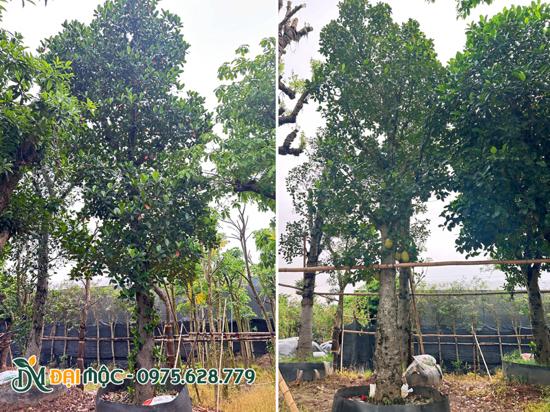 Những gốc mít cổ thụ cao 7 - 8m tại Hưng Yên