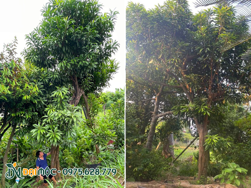 Những cây dáng nghiêng và dáng trực đẹp, chiều cao khoảng 6 - 7m