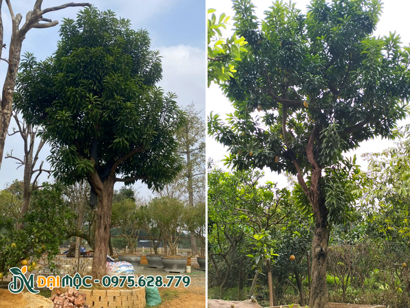 Cây trứng gà cổ thụ đã dâm ủ kỹ, vanh gốc 80 - 90cm