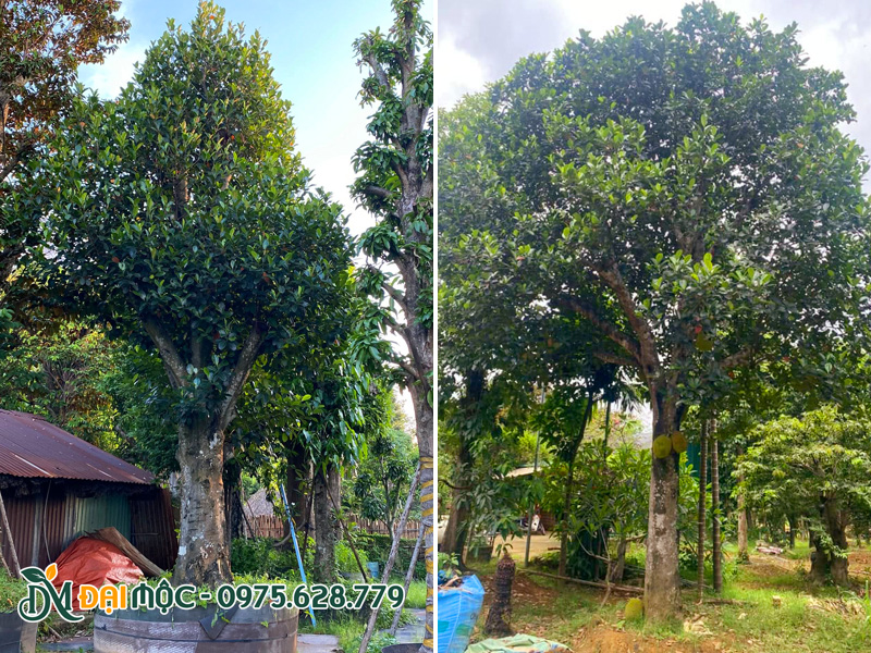Hai cây mít cổ thụ đã dưỡng ủ nhiều năm, tán cành đẹp, bộ lá xanh rì