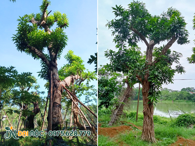 Những gốc cây trứng gà lớn đường kính gốc 35 - 40cm