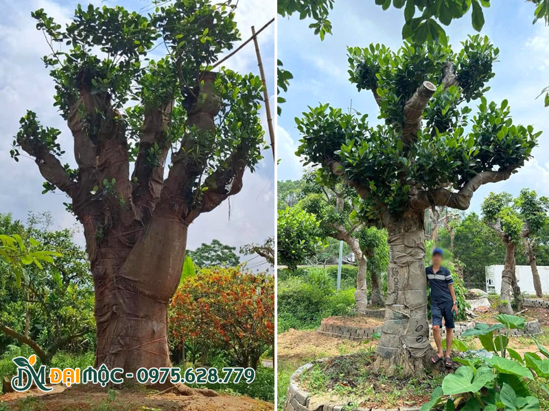 Những gốc mít đại thụ bề thế, đường kính gốc 80 - 90cm
