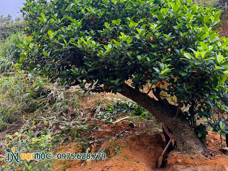 Khoanh bầu và bứng cây mít cổ thụ dáng bàn trà đẹp