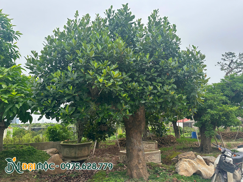 Cây mít cổ thụ dáng lùn, thoát thân 1.5 - 1.8m trồng sân vườn biệt thự lớn