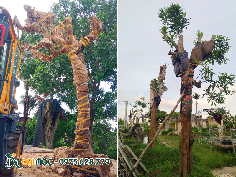 Cây trứng gà cổ thụ được quấn bao tải dứa giữ ẩm thân cành trước khi trồng