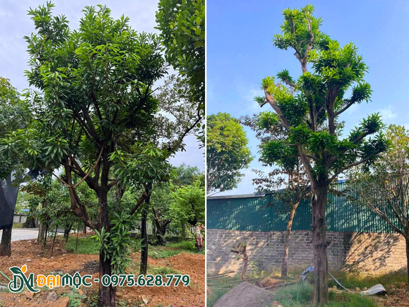 Cây trứng gà cổ thụ đường kính gốc 20 - 30cm cho sân vườn nhỏ