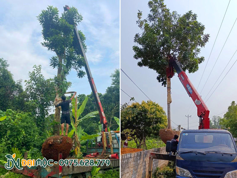 Cẩu đưa cây trứng gà cổ thụ cao 6m qua tường rào