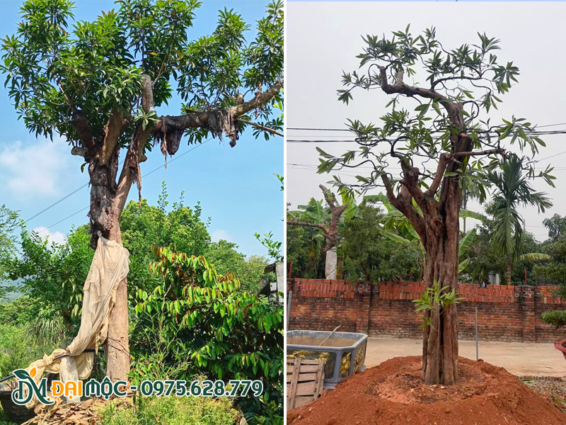 Trồng cây trứng gà cổ thụ đường kính gốc gần 40cm trên mô đất nổi