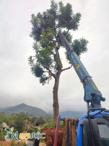 Cẩu một gốc trứng gà cổ thụ cao hơn 6m lên xe