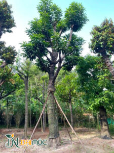 Cây trứng gà (Lêkima) cổ thụ cao hơn 5m