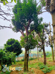 Cây Lêkima cổ thụ dáng thẳng đẹp
