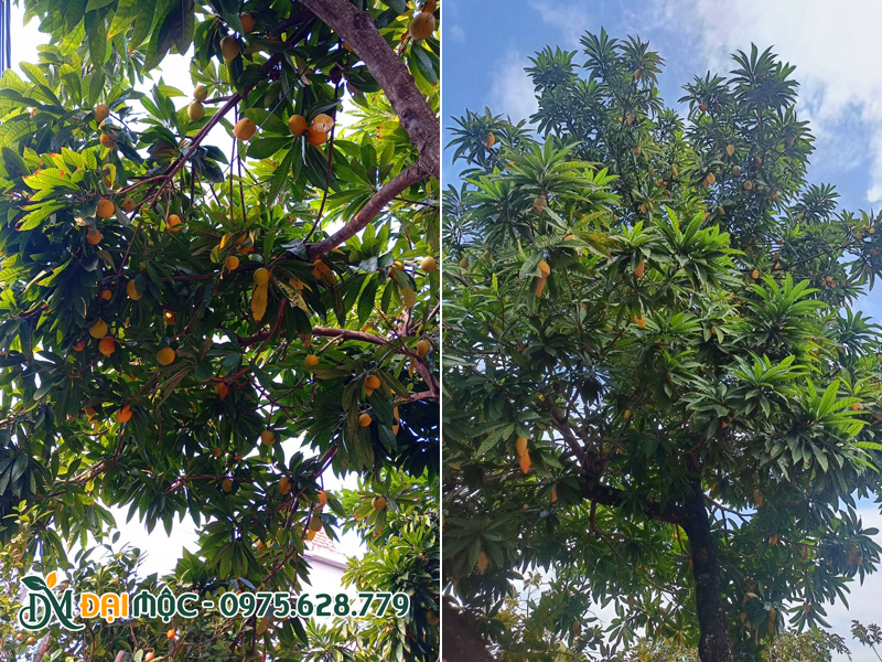 Cây trứng gà quả chín vàng ruộm