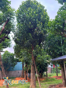 Cây thoát thẳng, chiều cao tổng thể khoảng 7m