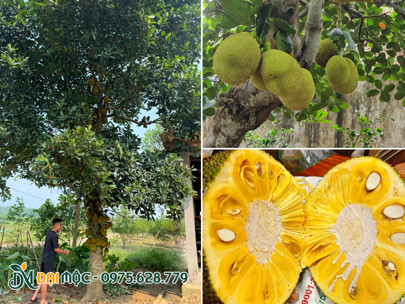 Trồng cây mít cổ thụ trong sân vườn nhà