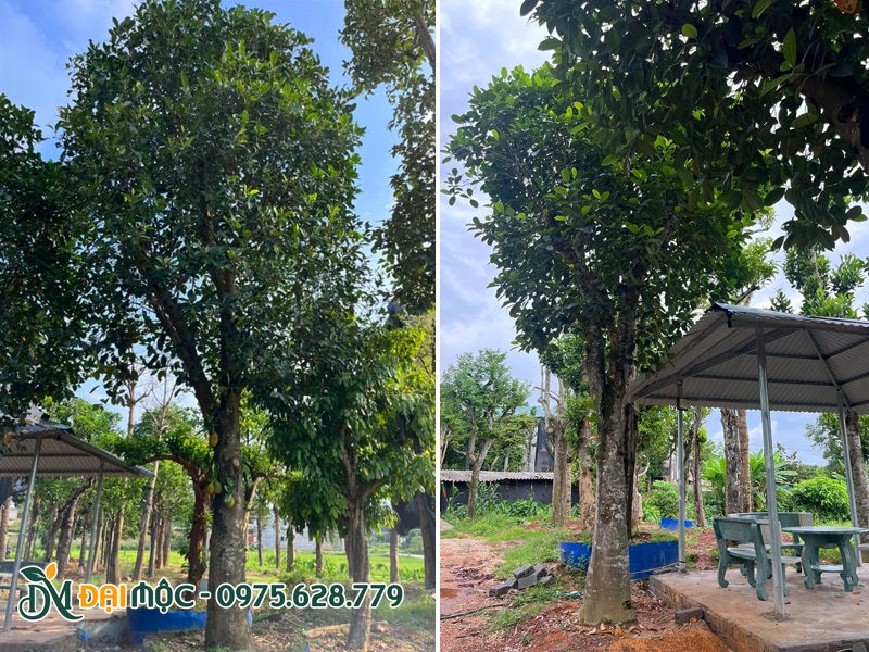 Trồng cây mít cổ thụ cao hơn 7m trong khuôn viên khu sinh thái