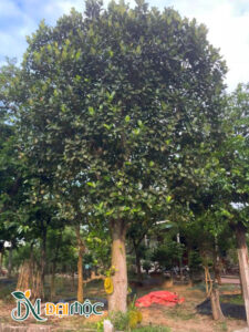 Cây Mít Cổ Thụ Đẳng Cấp
