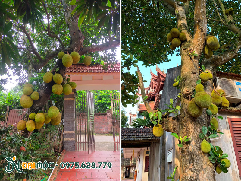 Cây mít quả sai rúc rỉu trồng trước sân nhà, cổng chùa