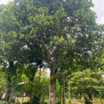 Cây mít cổ thụ hàng tuyển 20 - 40 năm tuổi