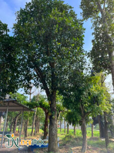 Cây vanh 130, thoát thẳng, tán cành cân đối siêu đẹp
