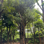 Cây mít cổ thụ 40 năm tuổi