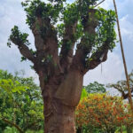 Cây mít cổ thụ siêu VIPP