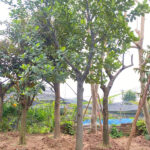 Cây mít công trình hàng đẹp