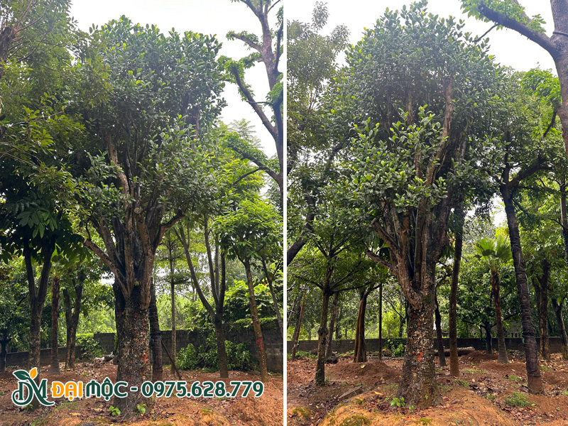 Cây mít cổ thụ vanh hơn 200cm đang dưỡng ủ tại Hà Nội
