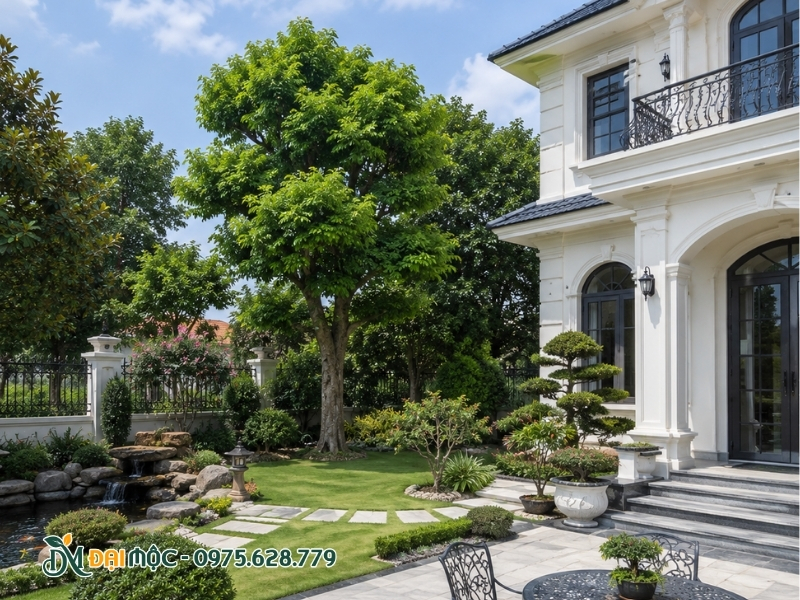 Trồng cây thị đại thụ lệch về một bên so với biệt thự