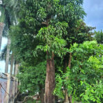 Cây trứng gà cổ thụ 30 - 50 năm tuổi