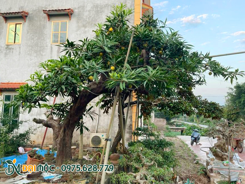 Cây trứng gà cổ thụ sẵn quả, dáng bay siêu nghệ thuật