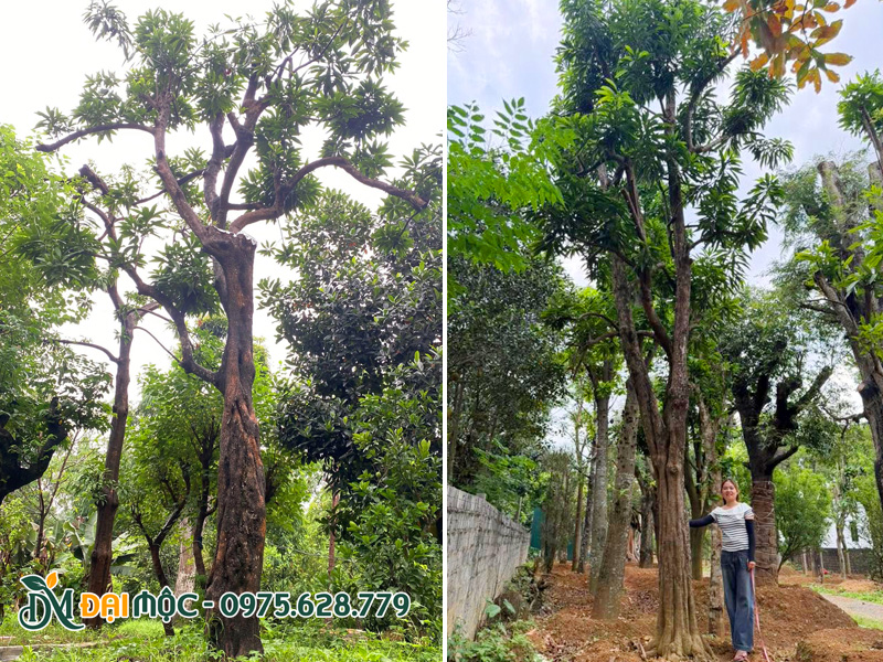 Những gốc cây trứng gà cổ thụ cao 8 - 9m